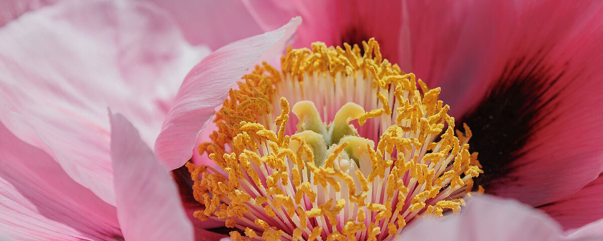 Botanischer Garten und Arboretum im Mai 2026 Eine Pfingstrosenblüte in sehr naher Aufnahme, bei denen die gelben Blütenstempel von satt-rosa Blütenblättern eingerahmt werden.