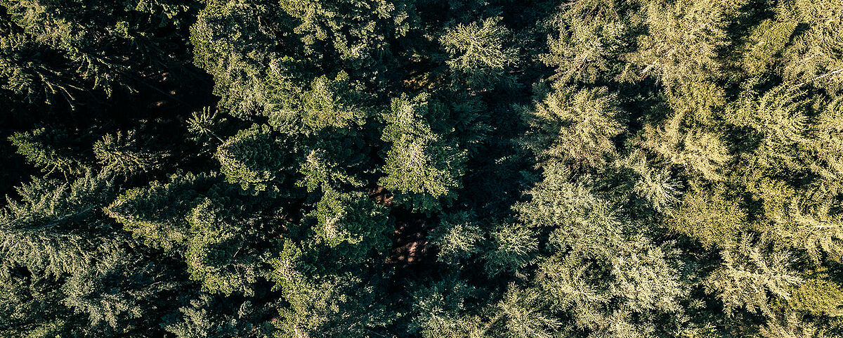 Symbolbild Wald - Foto: Magnus Schult