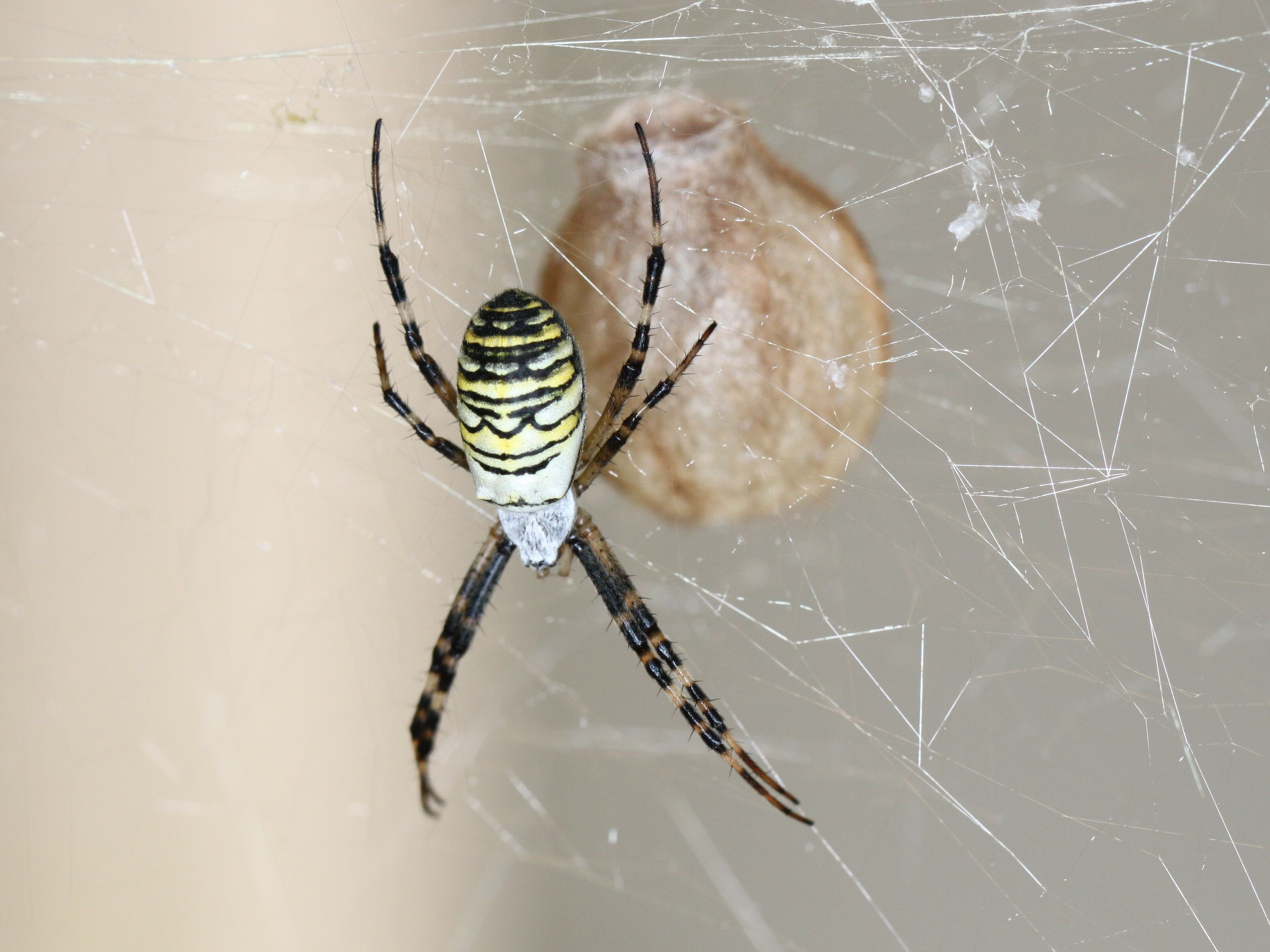 The wasp spider Argiope bruennichi with egg cocoon. © Gabriele Uhl