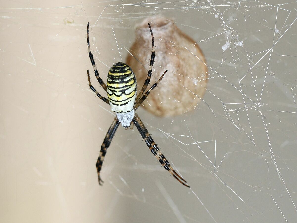 Die Wespenspinne Argiope bruennichi mit Eikokon. © Gabriele Uhl