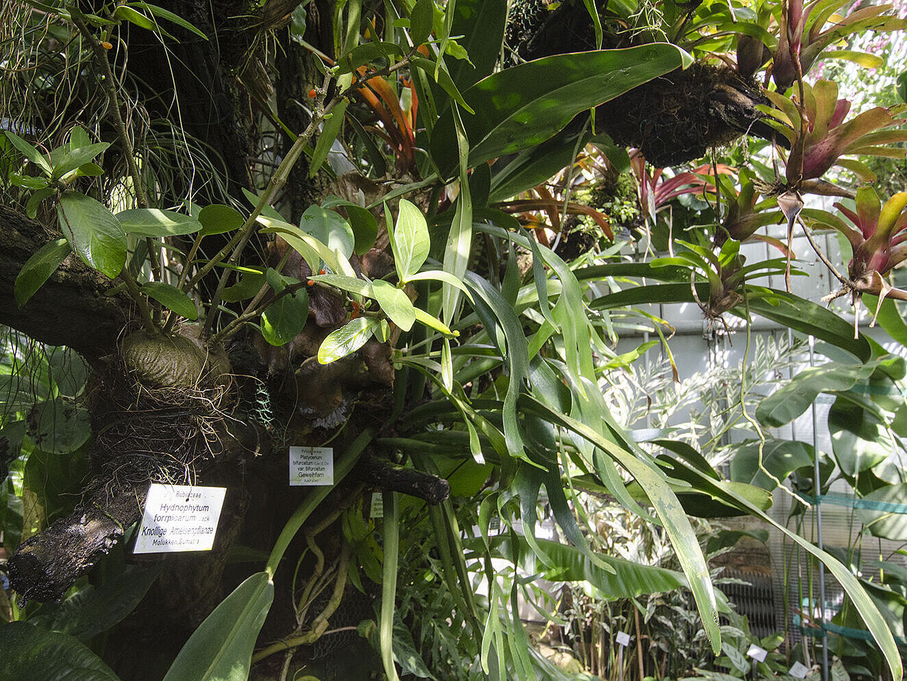 Gewächshaus des Botanischen Gartens Im Gewächshaus des Botanischen Gartens: Grüne tropische Pflanzen wachsen auf Ästen mit dichtem Blattwerk, teils mit roten Blüten.