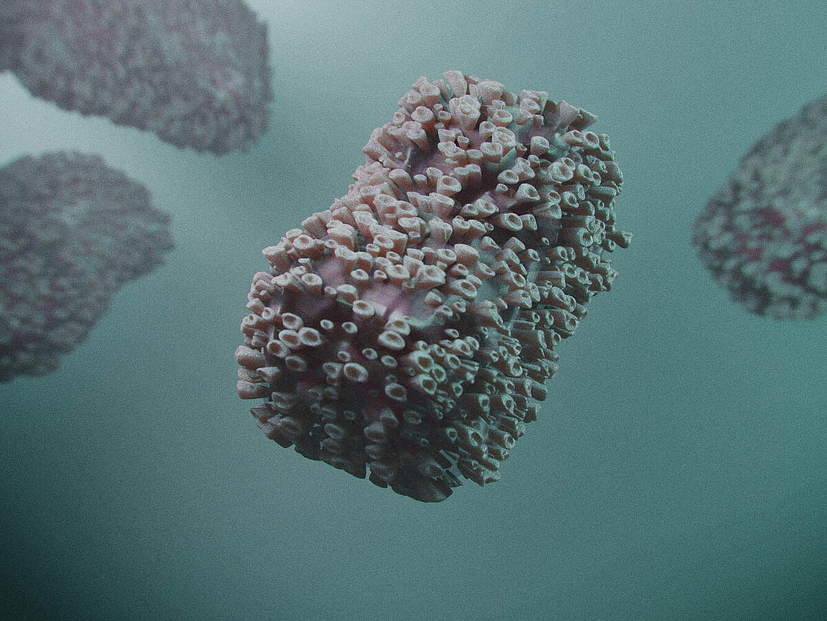 Durch die langjährige Erforschung des Affenpockenvirus konnte eine neue Infektionsquelle identifiziert werden.