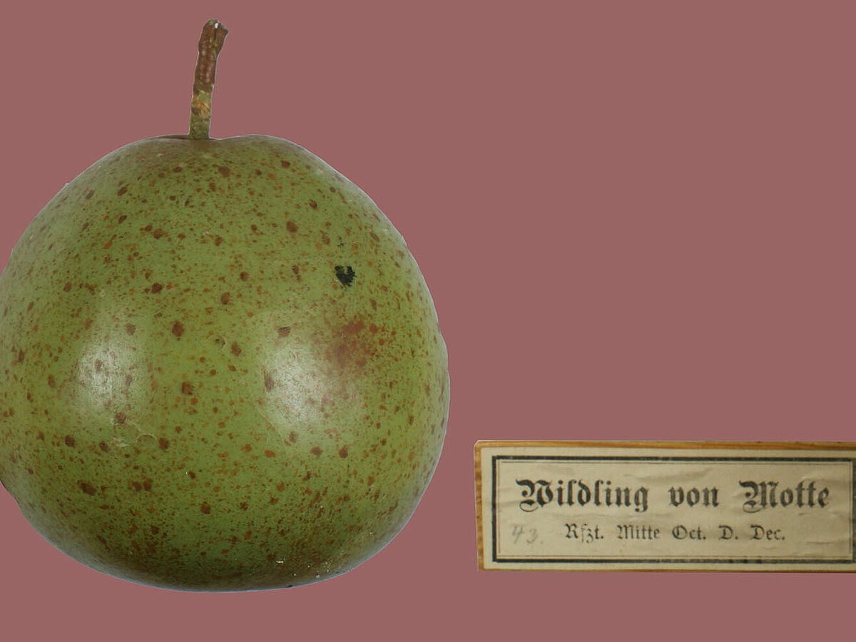 Modell der Birnensorte „Wildling von Motte“ aus dem Arnoldischen Obstcabinet