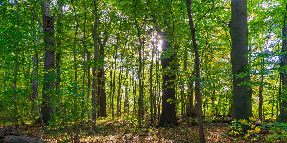 Das Bild zeigt einen Wald.