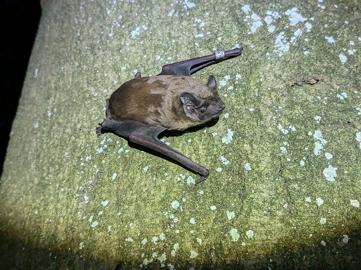 Großer Abendsegler eine Fledermaus schaut in die Kamera