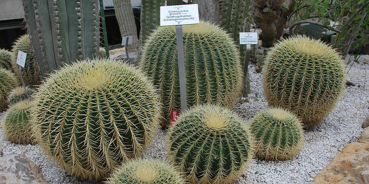 Botanischer Garten Kakteen