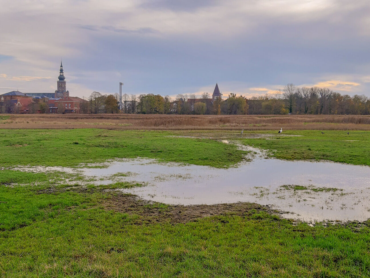 Salt marshes near Greifswald, © Jan Meßerschmidt, 2020