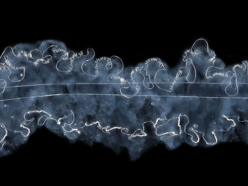 Mikroskopische Aufnahme eines gekämmten Kräuselfadens der Otway-Krallenspinne – Foto: Peter Michalik