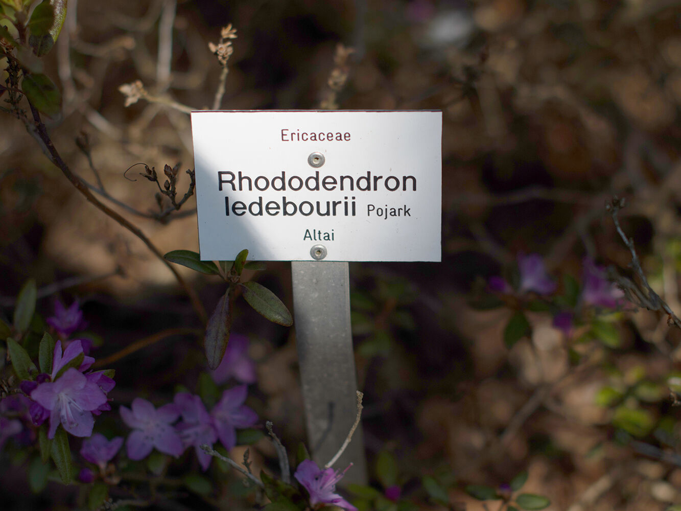 Bezeichnung Rhododendron ledebourii Pojark