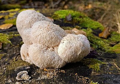 Die Fruchtkörper des Igelstachelbarts erscheinen im Herbst an Totholz von Eichen oder Buchen.