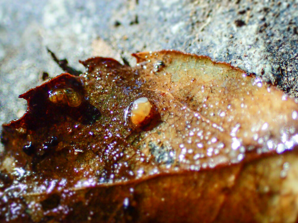 Obtusopyrgus farri auf einem Blatt, ©Gerlien-Verhaegen