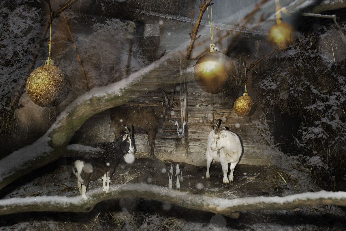 Marlene Pfau: Ziegen im Schnee, Collage