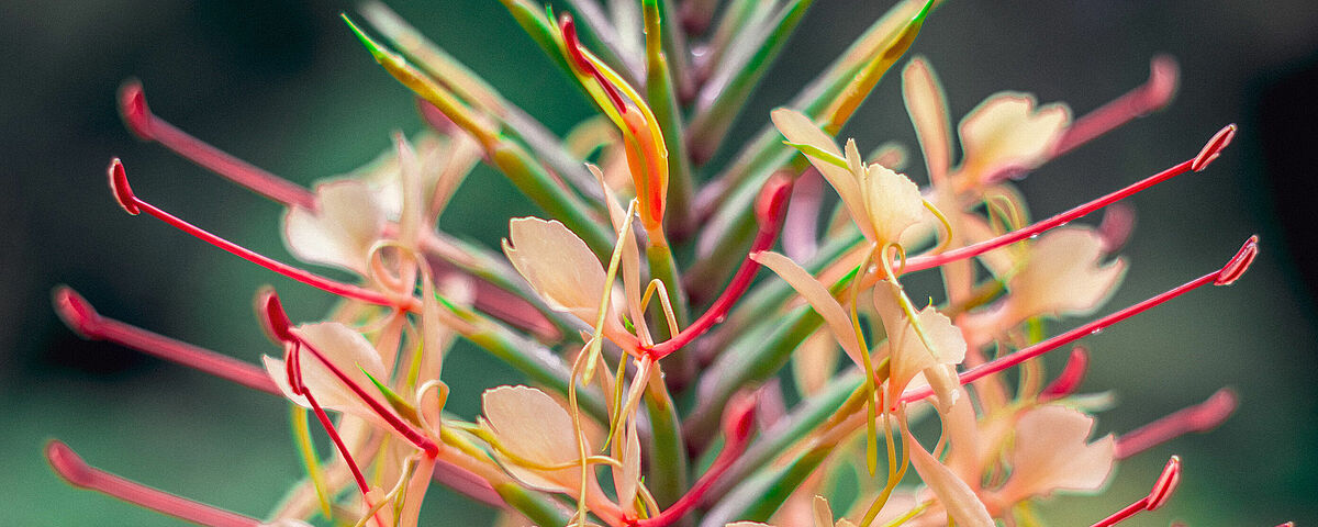 Detail Arboretum - Foto: Magnus Schult