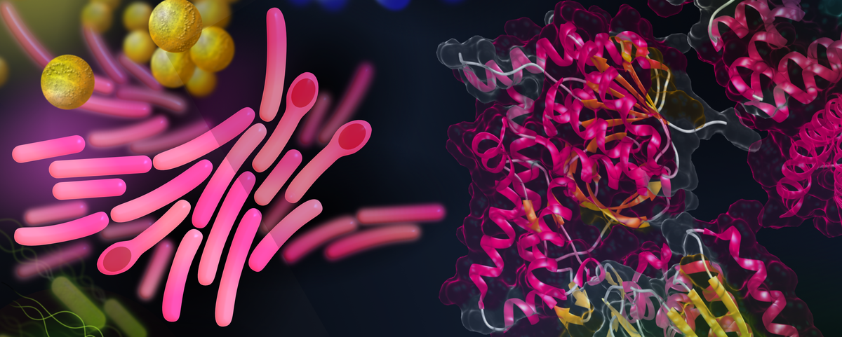 Proteomics und Proteintechnologien