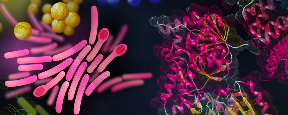 Bacteria and Proteins