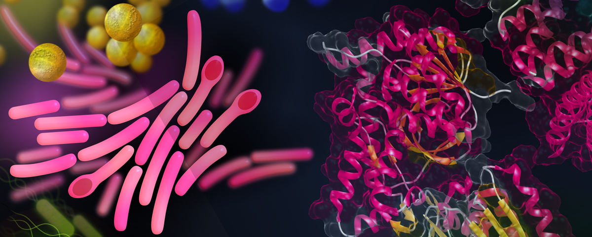 Proteomics und Proteintechnologien