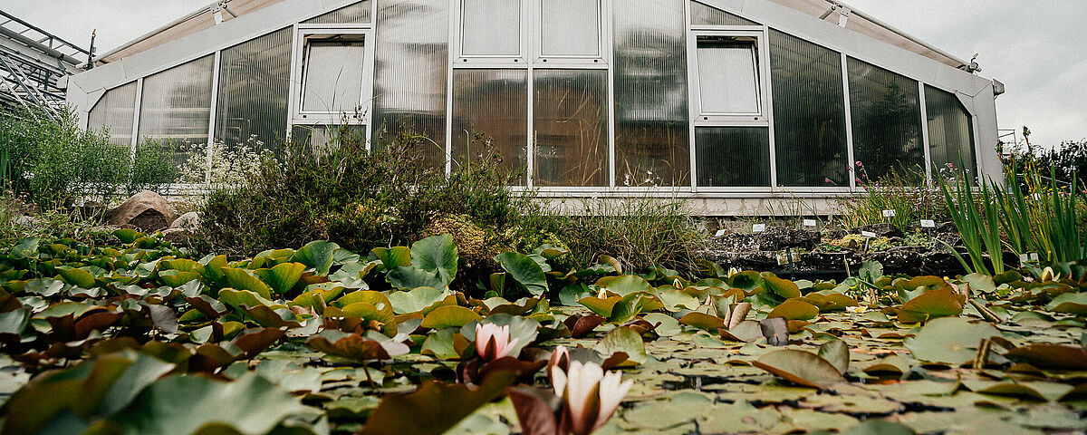 Botanical Garden And Arboretum University Of Greifswald