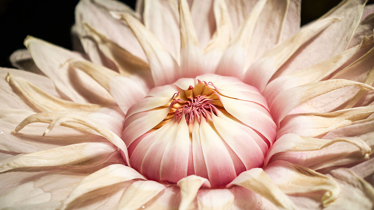 Eine zartrosafarbene Blüte einer Seerose in einer Makroaufnahme.