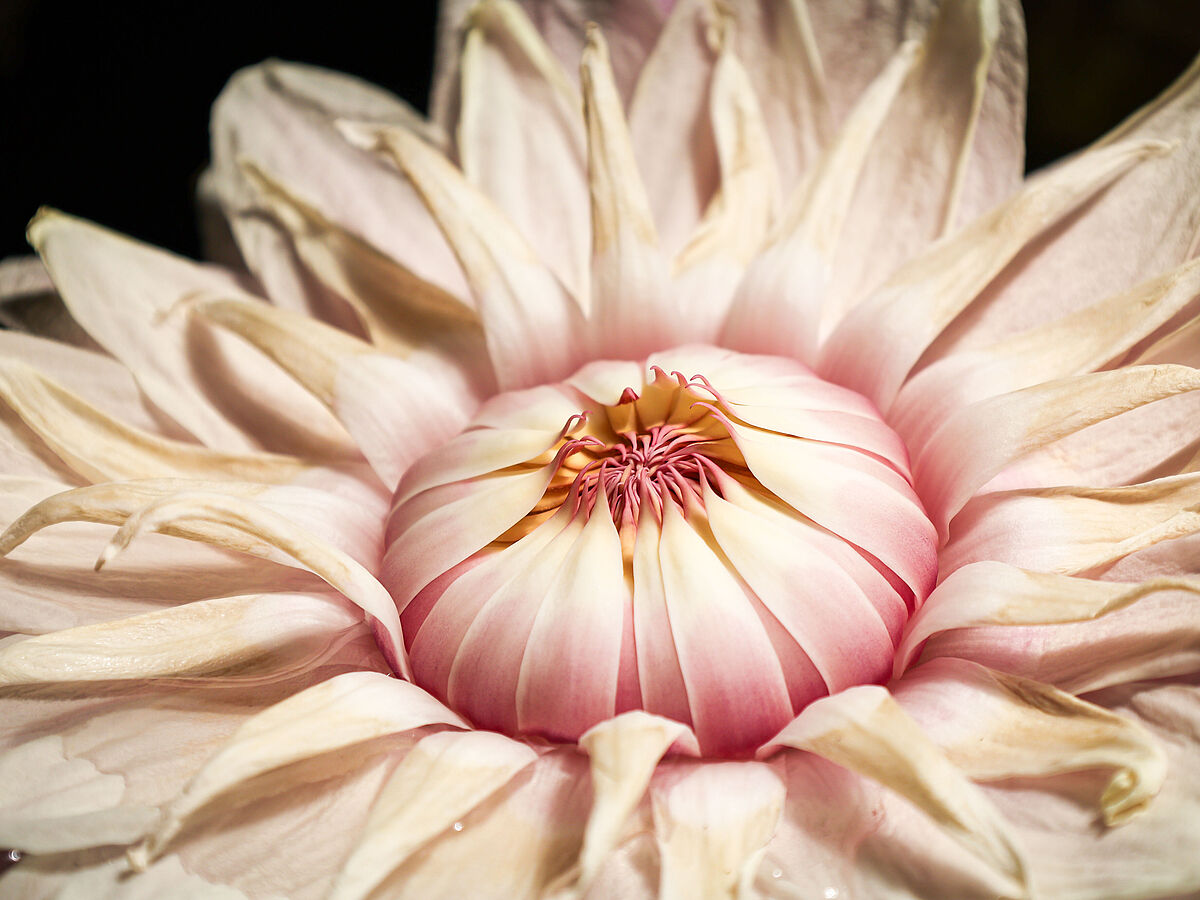 Eine zartrosafarbene Blüte einer Seerose in einer Makroaufnahme.