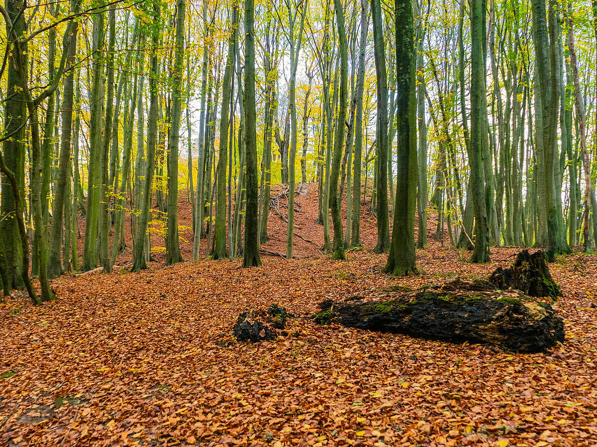Waldböden können etwa doppelt so viel Methan aufnehmen wie Grünlandböden, ©Jan-Messerschmidt, 2020