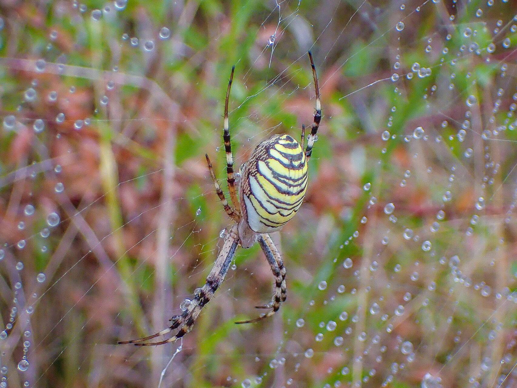 Eine weibliche Wespenspinne (Argiope bruennichi) in ihrem Netz. – Foto: Gabriele Uhl