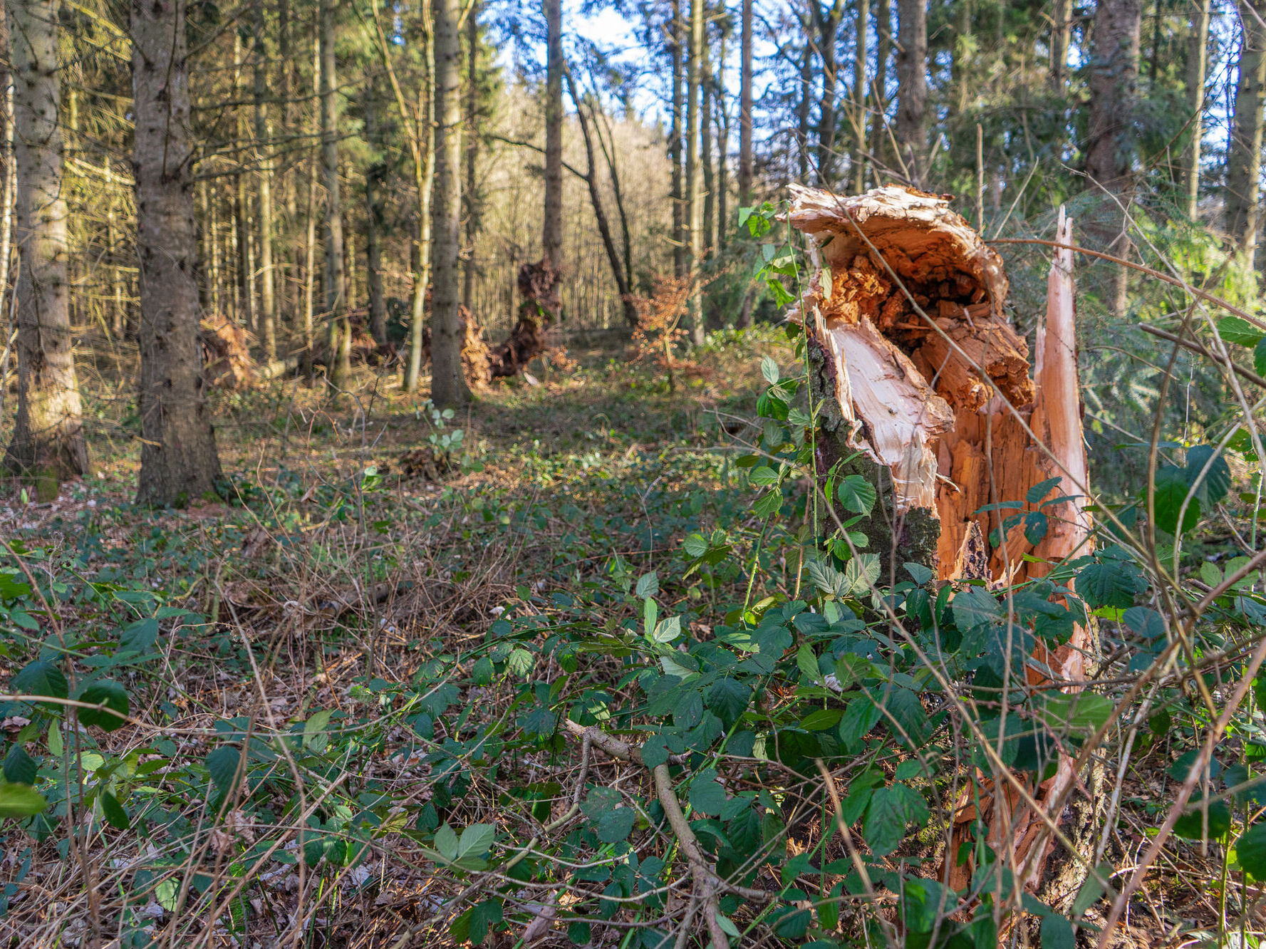 Abgebrochener Baum im Wald