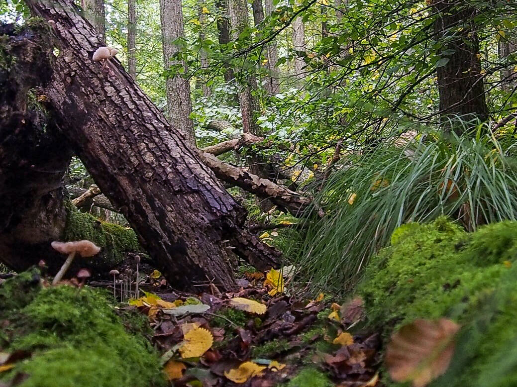 Bild aus dem bereits seit den 1960er Jahren bestehenden kleinen Totalreservat in Eldena. In Wäldern mit natürlicher Entwicklung gibt es mehr Totholz und Lebensraumstrukturen für eine Vielzahl von Organismen ... © Tobias Scharnweber