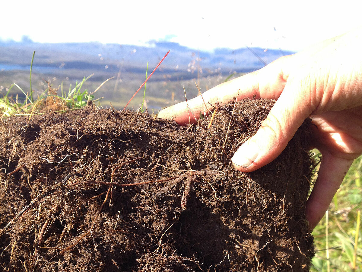 Wurzeln in Tundra Boden. Foto: @Gesche_Blume-Werry
