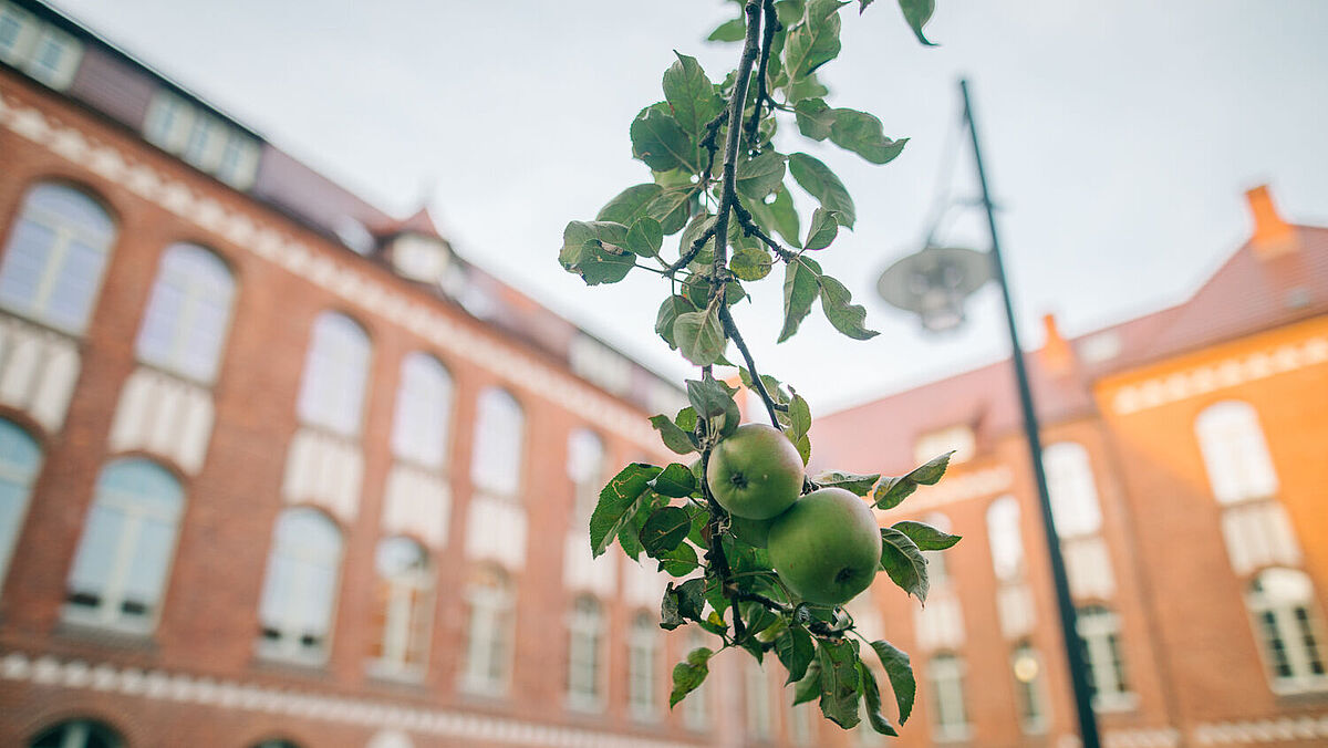 Ein Zweig vom Apfelbaum auf dem Campus Loefflerstraße (ELP)