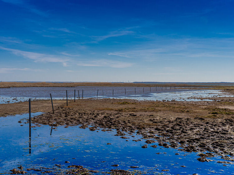 Insel Koos im Greifswalder Bodden