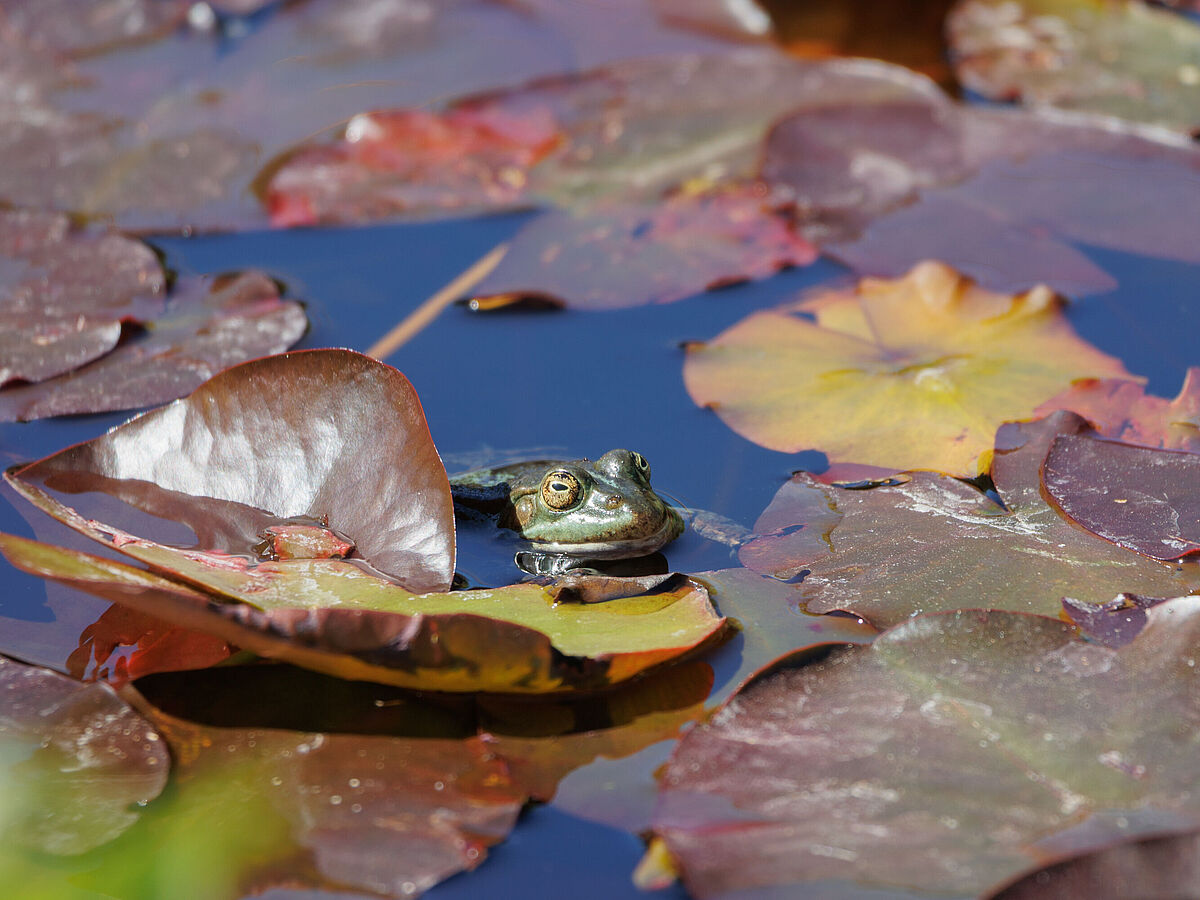 Zwischen grünen und roten Seerosenblättern lugt ein grüner Frosch hervor.