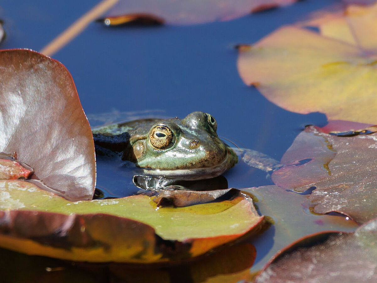 Zwischen grünen und roten Seerosenblättern lugt ein grüner Frosch hervor.
