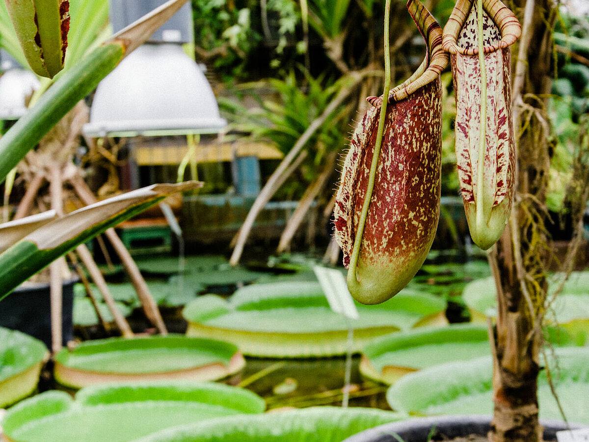 Kannenpflanze im Botanischen Garten ©Jan Meßerschmidt