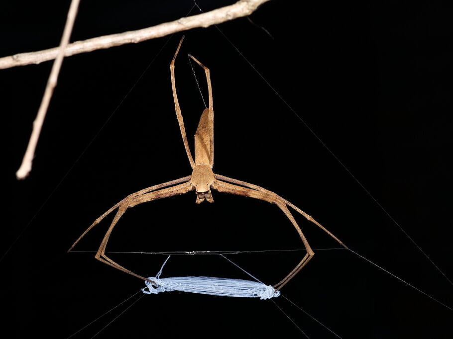 Die australische Kescherspinnen-Art, mit der in dieser Studie gearbeitet wurde, hält ihr dehnbares und reißfestes Fangnetz bereit.