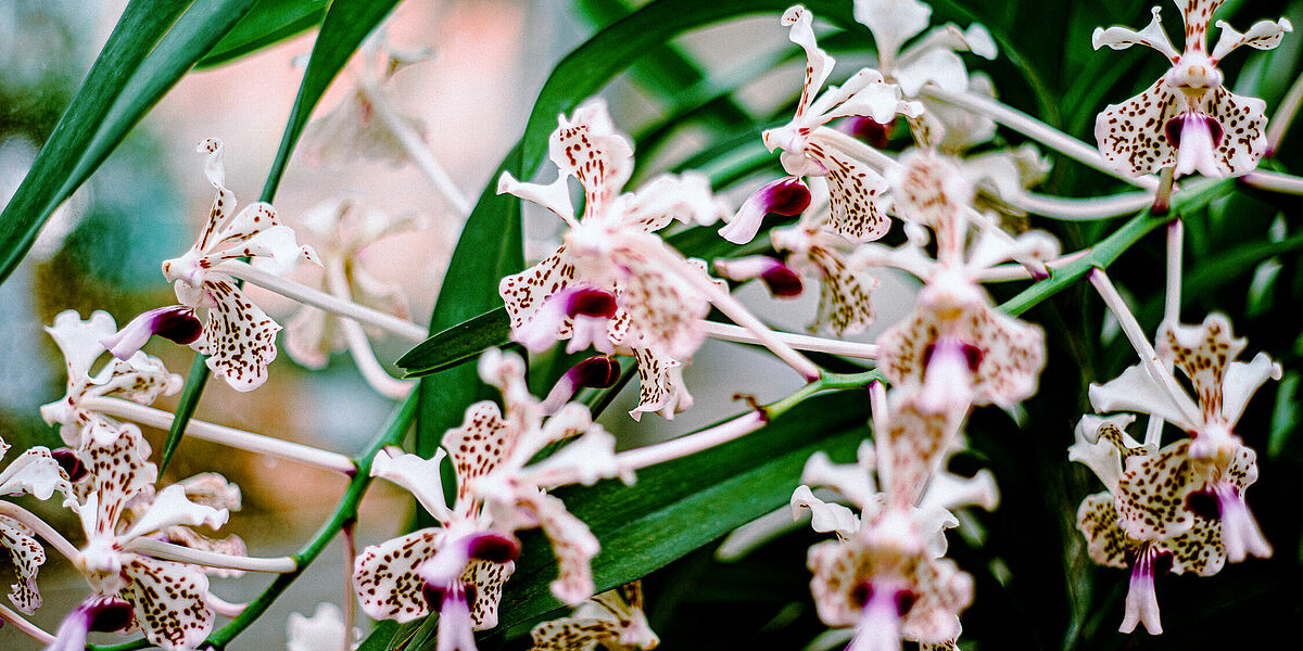 Orchideen - Foto: Magnus Schult