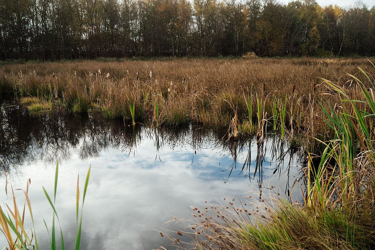 The photo shows a peatland area in Europe.