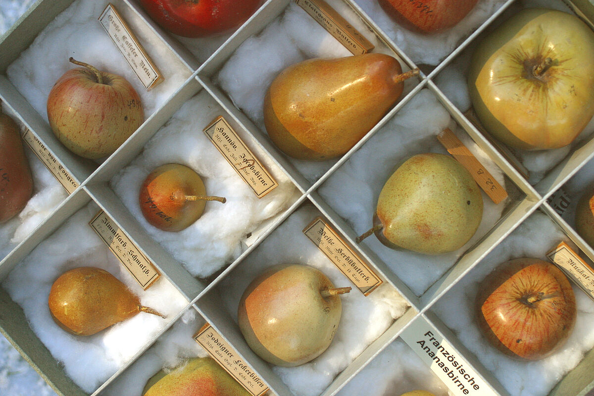 Früchte aus dem Arnoldischen Obst-Cabinet ©Martin_Schnittler