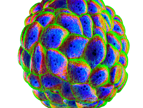 Verändern sich die mechanischen Eigenschaften, wenn rund 1000 Zellen gemeinsam auftreten? Ein unverformtes Modellgewebe, hier mit blauem Zellkern, grünem Zellstützskelett und roter Zellmembran. – Bild: Martin Künsting, ZIK HIKE