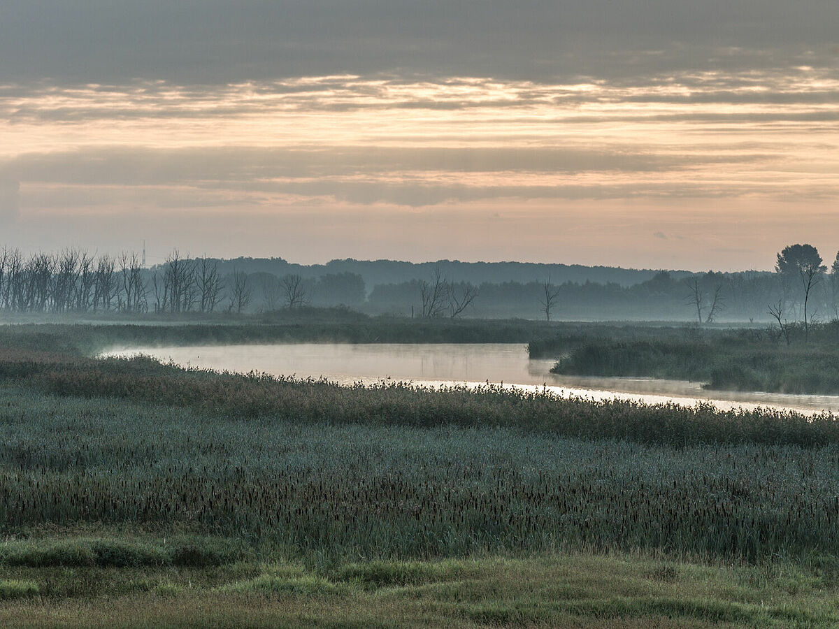 Moor am Fluss in Mecklenburg-Vorpommern – Foto: ©Philipp_Schroeder