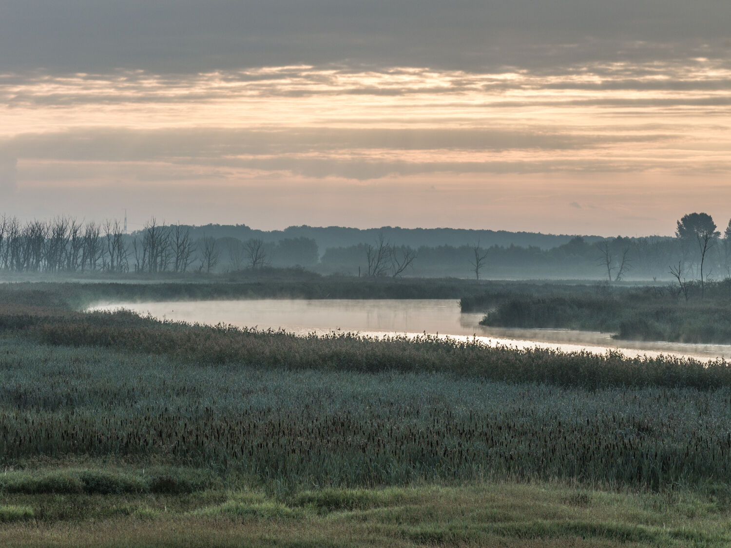 Moor am Fluss in Mecklenburg-Vorpommern – Foto: ©Philipp_Schroeder