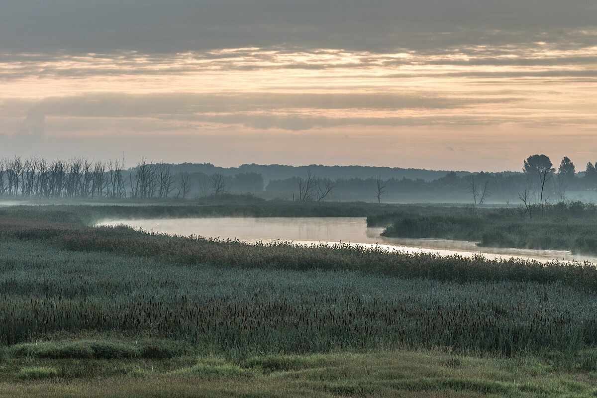 Moor am Fluss in Mecklenburg-Vorpommern – Foto: ©Philipp_Schroeder