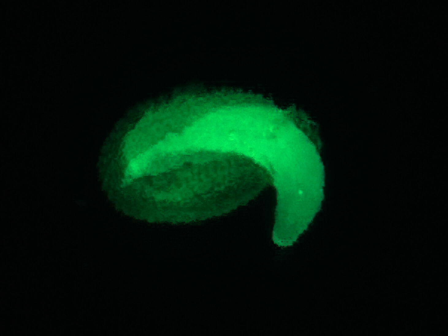 Samenkeimung unter dem Fluoreszenzmikroskop, Foto: Bettina Richter