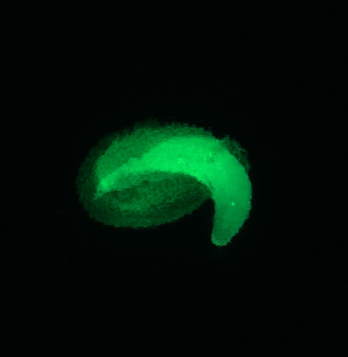 Samenkeimung unter dem Fluoreszenzmikroskop, Foto: Bettina Richter