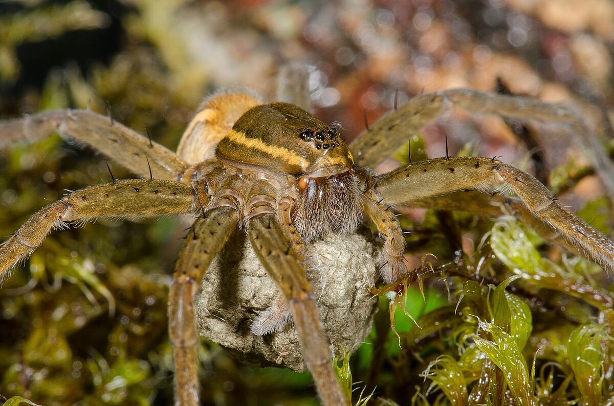 The great raft spider is only found around lakes and in peatland areas. It is on a list of endangered species in Germany. © Hubert Höfer