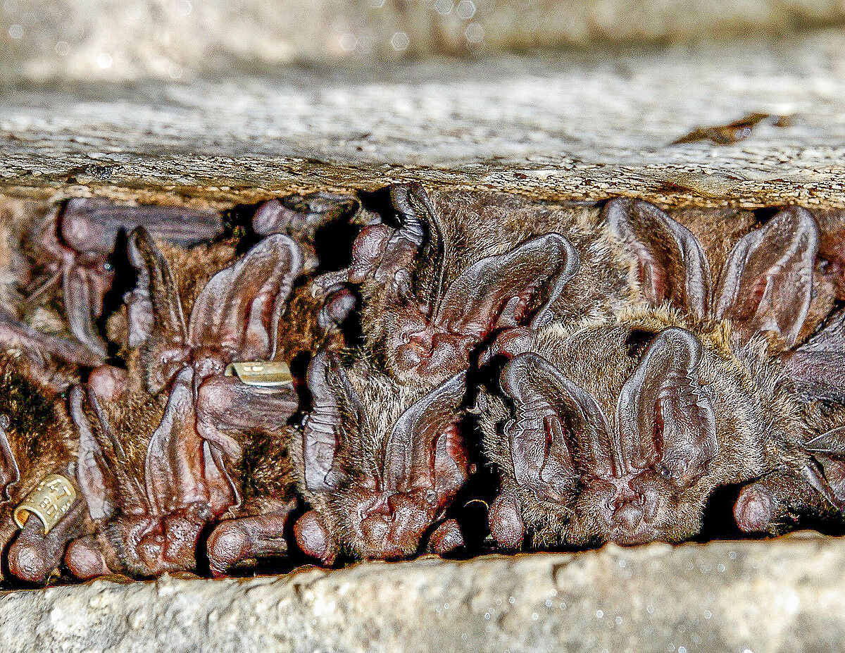 Mopsfledermäuse in einem Fledermauskasten, Foto: Gerald Kerth Mopsfledermäuse in einem Fledermauskasten, Foto: Gerald Kerth