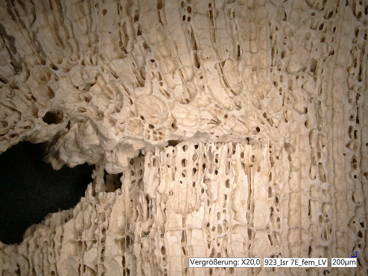 Skelettstruktur der tropischen Riffkorallen unter 20-facher Vergrößerung. Eine Wachstumsunterbrechung ungefähr in Bildmitte gut erkennbar, geht auf ein partielles Absterben der Korallenkolonie zurück und könnte auf eine Korallenbleiche zurückgehen. © Prof. Dr. Thomas Brachert