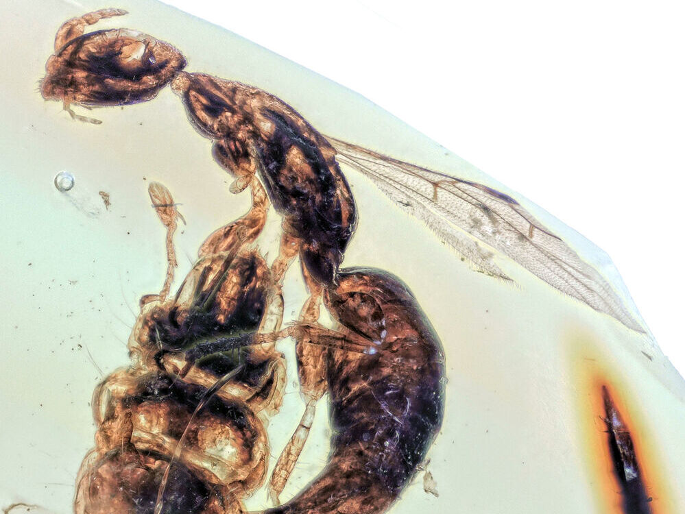 Parasitische Plattwespe sticht Käferlarve … vor 100 Millionen Jahren