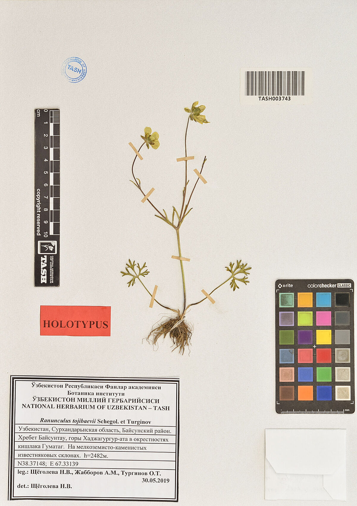 Digitalisierter Herbarbeleg einer neuen Art der Ranunculus aus Usbekistan aus dem TASH 
