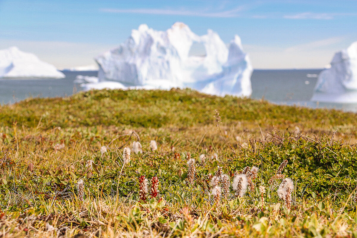 Strauchtundra auf Grönland – Foto: Prof. Dr. Martin Wilmking Strauchtundra auf Grönland – Foto: Prof. Dr. Martin Wilmking