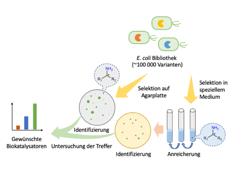 Prinzip des Wachstumsassays: Eine E. coli-Bibliothek mit ~100 000 Varianten wird entweder in einem speziellen Medium oder direkt auf Agarplatten nach gewünschten Enzymvarianten durchmustert ... © Uwe Bornscheuer, 2022